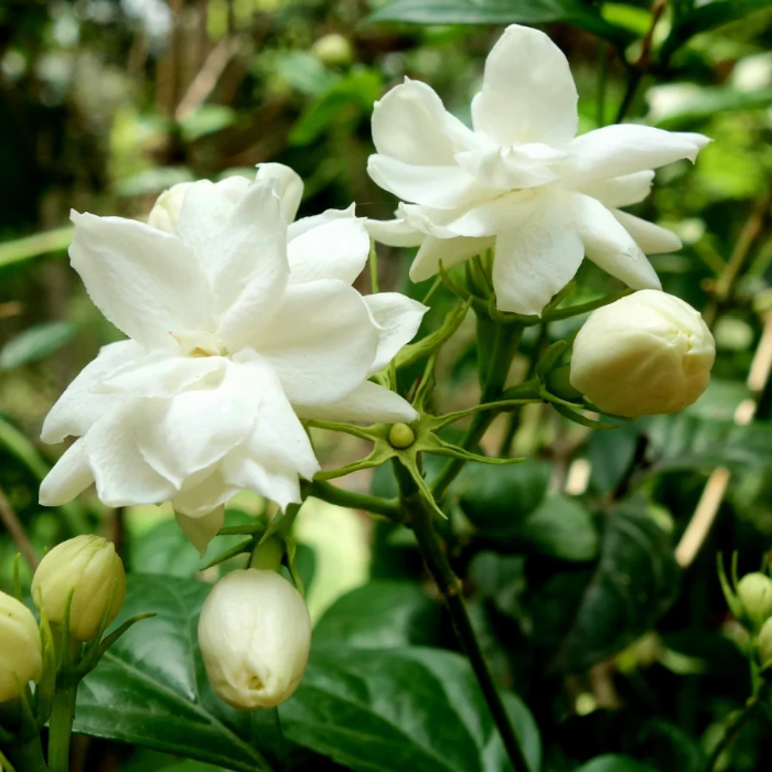 Fragrant Blooming Jasmine Seeds