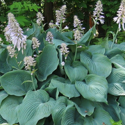 Blue Angel Plantain Lily Seeds