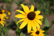 Bright Yellow Black-Eyed Susan Seeds