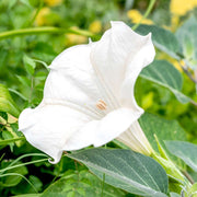 Night Blooming Vine Moon Seeds