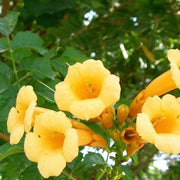 Flava Campsis Radicans Seeds