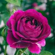 Rosa Seeds, Twilight Zone