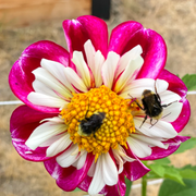 Collarette Dahlia Seeds