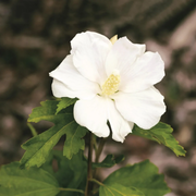 White Rose of Sharon Seeds
