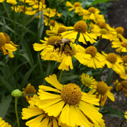 Autumnale Helenium Seeds