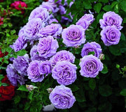 Purple Climbing Rose Seeds