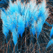 Blue Pampas Seeds, Herbal