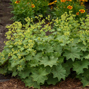 Green Mollis Alchemilla Seeds