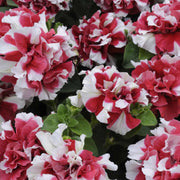 Red White Double Petunia Seeds