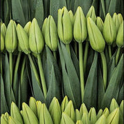 Green Tulip Seeds