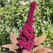 Elephant Head Amaranth Seeds