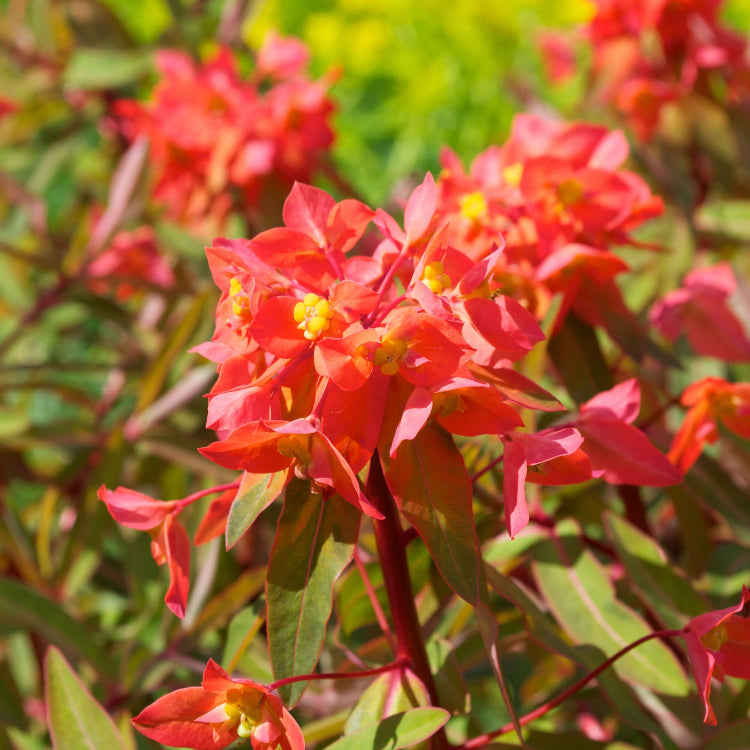 Red Griffithii Wildflower Mix Seeds