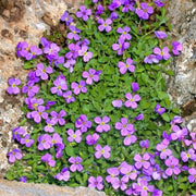 Rockcress Aubrieta Deltoidea Seeds