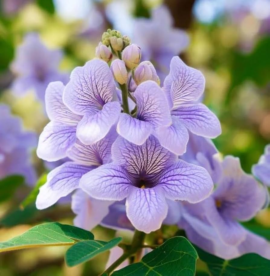 Fortunei Paulownia Seeds