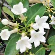 Stephanotis Madagascar Jasmine Seeds