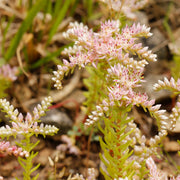 Broadleaf Stonecrop Sedum Pulchellum Seeds