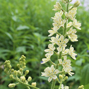 Virginia Bunchflower Seeds