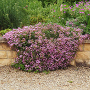 Ground Cover Soapwort Seeds