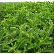 Sweet Stevia Seeds, Herbal