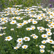Snow Lady Shasta Daisy Seeds