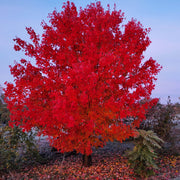 Autumn Blaze Maple Seeds