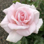 Light Pale Pink Rosa spp. Seeds