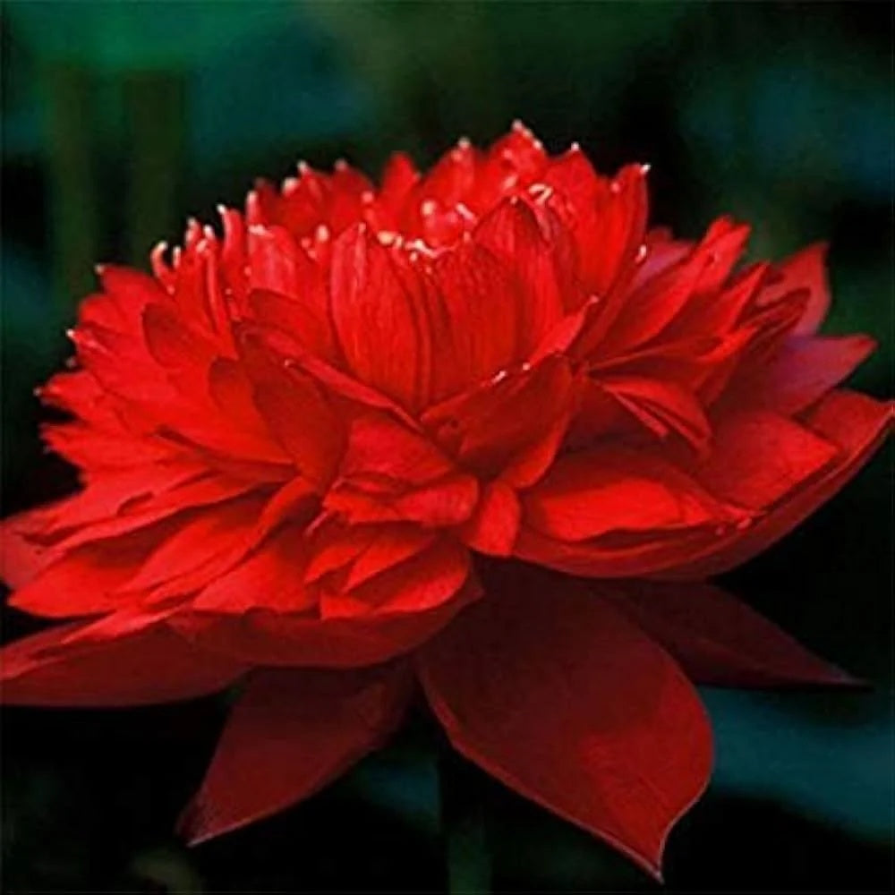Royal Lotus Seeds