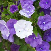 Brunfelsia Seeds