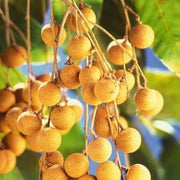 Lush Seeds, Dimocarpus longan