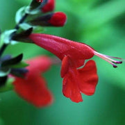 Pineapple Sage Seeds, Herbal
