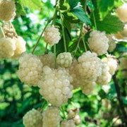 White Blackberry Berry Seeds
