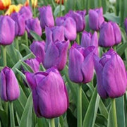Light Purple Tulip Seeds