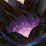 Black Lotus Seeds