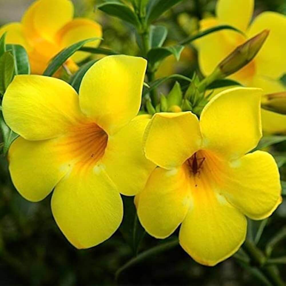 Yellow Allamanda Seeds