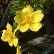 Golden Yellow Father Hugo's Rose Seeds