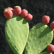Pink Spineless Opuntia Seeds, Herbal