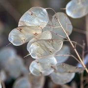 Annual Honesty Lunaria Seeds