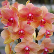 Orange Yellow Phalaenopsis Orchid Seeds