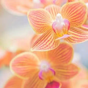 White Orange Orchid Seeds
