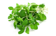 Marjoram Seeds - Herbal Plant For Home Gardens Seeds
