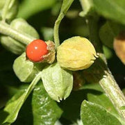 Ashwagandha Seeds - Herbal Plant for Home Gardens Seeds