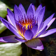 Purple Aquatic Lotus Seeds