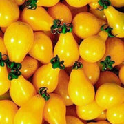 Deep Yellow Tomato Seeds