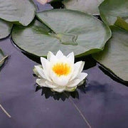 Asiatic White Lotus Seeds