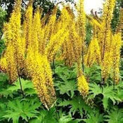 Wildflower Mix Ligularia Seeds