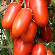Purple Red Tomato Seeds