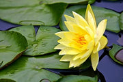 Yellow & Golden Lotus Seeds