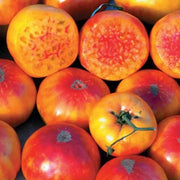 Hillbilly Potato Leaf Tomato Seeds