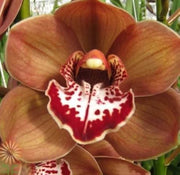 Brown Phalaenopsis Orchid Seeds