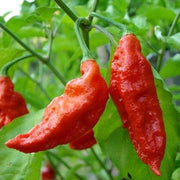 Ghost Pepper Seeds